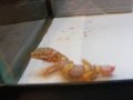 my reptiles