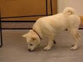 Reilly, Shiba Inu Mix, Puppy Recess