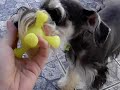 Belinha,uma bela mini schnauzer 2
