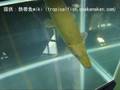 特別賞「マンファリ(Cuban gar)」学名:Atractosteus tristoechus