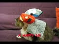 A Happy New Year from \"MUSASHI\