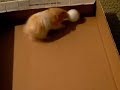 Hamster playing soccer Hamster playing soccer