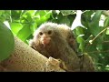 Cute Baby Monkeys are named Cute Baby Monkeys are named