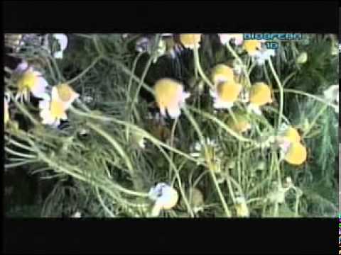 herbolaria - El Equipo de BIOSFERA 10,aborda el tema de las propiedades curativas de las plantas. Conocimientos milenarios que han trascendido hasta nuestros días. Los po...