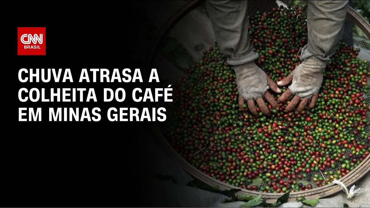 Colheita de café avança para 16% na área da Cooxupé, menor ritmo desde 2024 | CNN AGRO NEWS