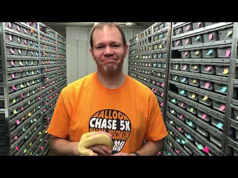 YouTube reptile video