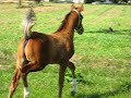 Sir Bouncalot Sir Bouncalot