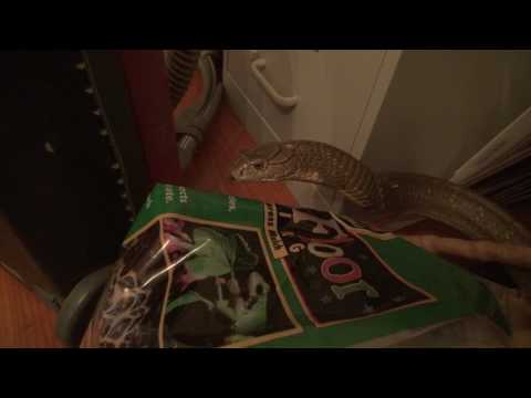 YouTube reptile video