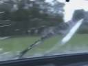 Knight Rider (Fiesta Rider).avi Knight Rider (Fiesta Rider).avi