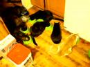 Dinnertime