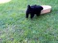 videos de YorkiePoos Pitbull Funtimes2