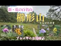 【山梨百名山】櫛形山～らくらく登れる新・花の百名山はマツムシソウ満開！アヤメ平のお花畑とサルオガセの深い森を歩く【山さんぽ】
