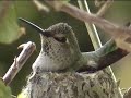 Hummingbirds Part 1 ~ Out My Kitchen Window Hummingbirds Part 1 ~ Out My Kitchen Window