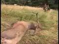 Jagd in Polen #2