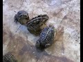 King of bufos - bufo xxxl marinus and bufo paracnemis King of bufos - bufo xxxl marinus and bufo paracnemis