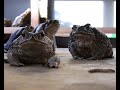 King of bufos - bufo xxxl marinus and bufo paracnemis King of bufos - bufo xxxl marinus and bufo paracnemis