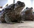King of bufos - bufo xxxl marinus and bufo paracnemis