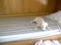 videos de PRIME CONOSCENZE TRA 