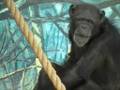 Chimpanzee 猿面八景 Monkey