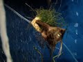 Juvie Angelfish Juvie Angelfish