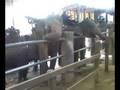 gajah