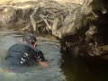 Meu amigo apanhando peixes discus , nesse dia foram 200 os peixes selecionados , a maior parte Royais 