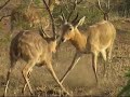 Southern Reedbuck in Krugerpark
