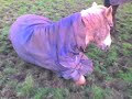 bluebell, my only one