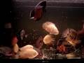 Feeding frenzy