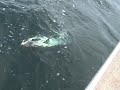 Bluefin Tuna