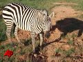 Raw Video: Zebra, Donkey Hybrid Born in Georgia
