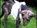 ARF -Animal Rescue Foundation