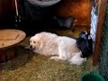 Pygmy goat kids play on BIG DOG!