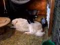 Pygmy goat kids play on BIG DOG!