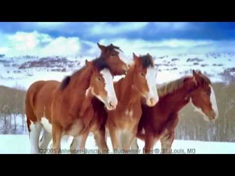 Clydesdale Horses Have A Snowball Fight