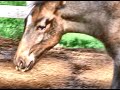 Felicia-A Lipizzan Foal