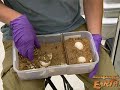 Gopher Tortoises