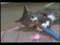 のら猫ナナ物語P1