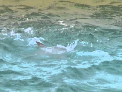 Shark vs Cobia in Kuwait