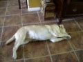 SHROOM TRIPPING DOG