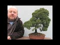 Mediocre Bonsai Tree Rescued From Obscurity 