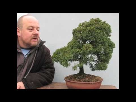 how to replant a juniper tree