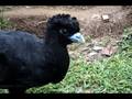 Blue-Billed Curassow, Paujil Piquiazul (Crax alberti) CR