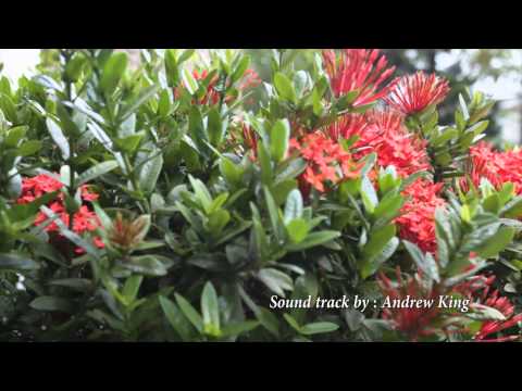 how to grow ixora