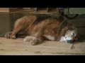 Bellissimo http://www.youtube.com/watch?v=_mKSKZau9qs&utm_source=feedly
