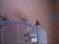 2 Nympfis und ein Prachtrossela ^^