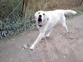 capaccio cani assassini a foce sele nuda