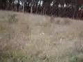 capaccio-cani-assass