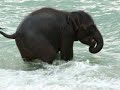 Baby elephant swim - YouTube