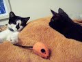 Kitties:)